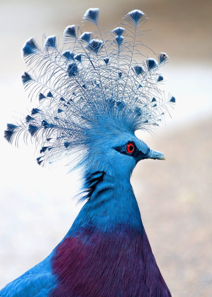 victoria crowned pigeon, bird, animal